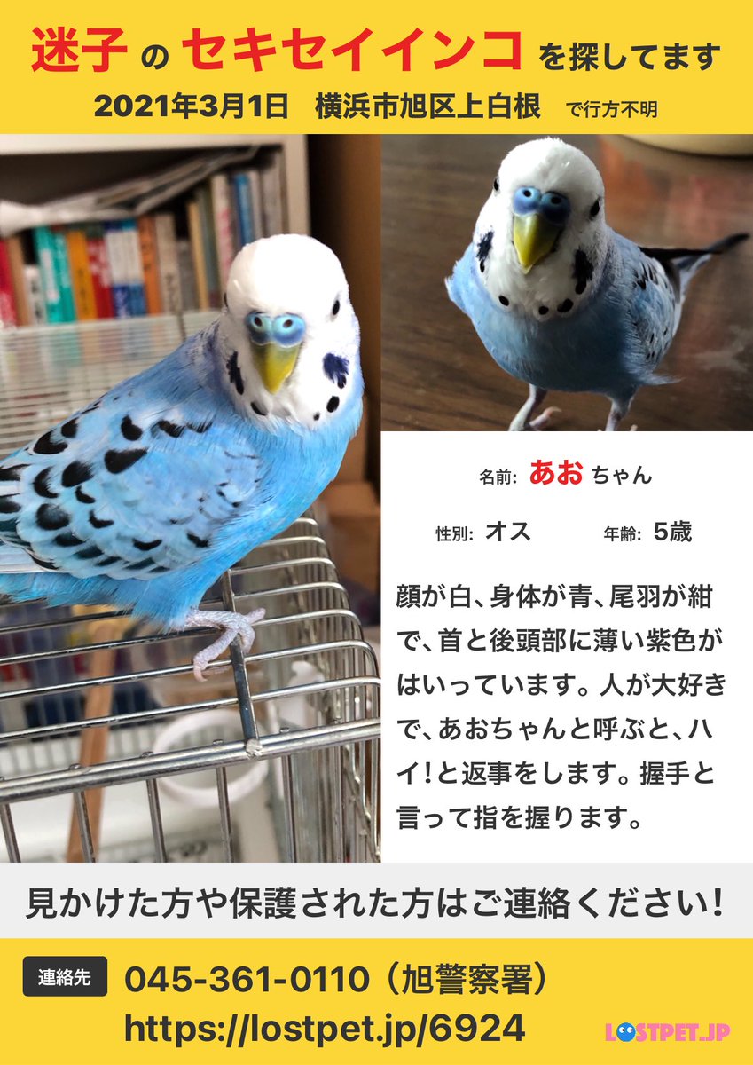 21 3 1 迷子 神奈川県横浜市旭区より 迷子鳥 保護鳥 白 水色 黒模様のセキセイインコ 捜索中 広範囲で目撃 保護情報ございましたら飼い主様宛お願い致します 9 10月は保護強化月間です 勝手に決めました あおちゃん と願います 情報