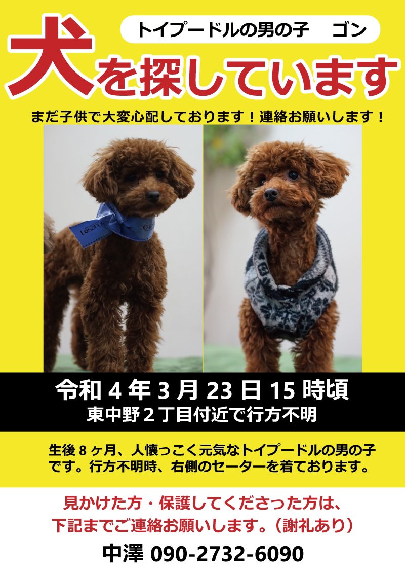 22 3 23 東京都 中野区 東中野２丁目付近 8カ月の茶色トイプードルが行方不明だそうです すみません見られたら保護をお願い出来ませんでしょうか 東京都 中野区 トイプードル 雄 オス 紺青と白の洋服 迷子 迷子犬 迷い犬 行方不明 新宿区 豊島区 杉並区