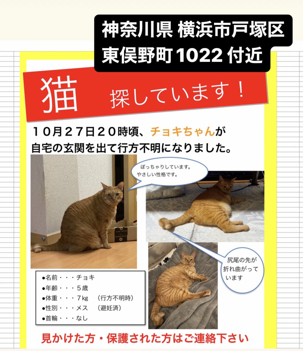 拡散希望 猫を探してます 自宅周辺から行方不明です 名前 チョキ 茶トラ 体重7キロあるので 普通の猫 よりかなり大きいです 家族以外には人見知りしますが名前を呼べば反応します 似た猫を見た等何でも良いのでどうか情報提供をお願いします 東俣野町 戸塚