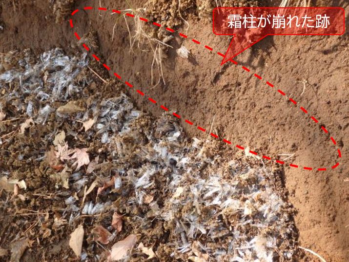 日陰の登山道の両脇に霜柱が立っていました。踏圧などにより裸地化すると霜柱が立ちやすくなり、これが土を持ち上げ一緒に崩れ（霜崩れ）、登山道が侵食 ...